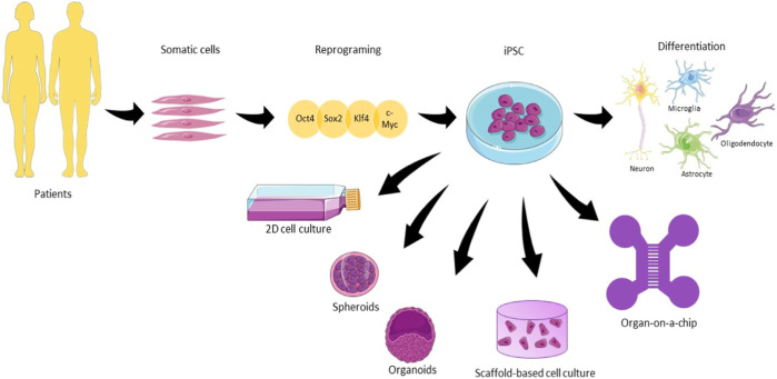 Models outside the living organism for neural regeneration and neural engineering.