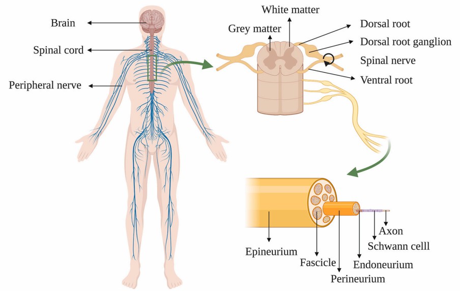 Diagram illustrating the anatomy of the human spinal cord and peripheral nerves.