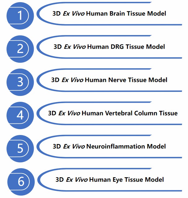 Tissue models of the nervous system outside the living organism.