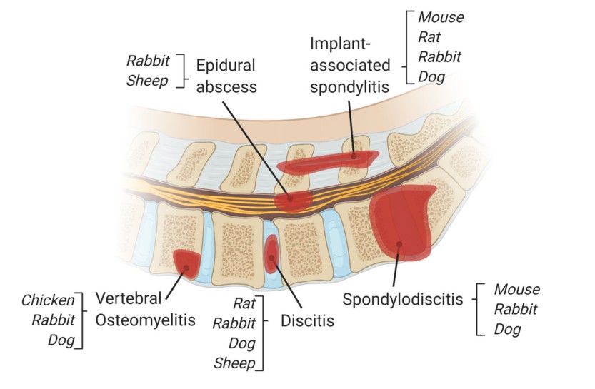 Research on vertebral column diseases using animal models.