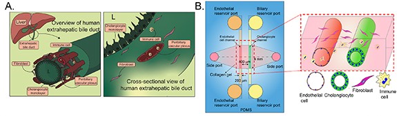 Creation of a human vascularized bile duct-on-a-chip (VBDOC) utilizing cholangiocytes from organoids.