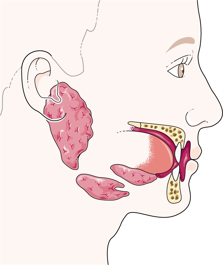 Illustration of the anatomical structures of the three distinct human salivary gland types.