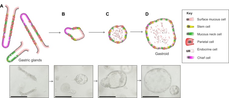 Cultivation and developmental progression of gastric organoids.