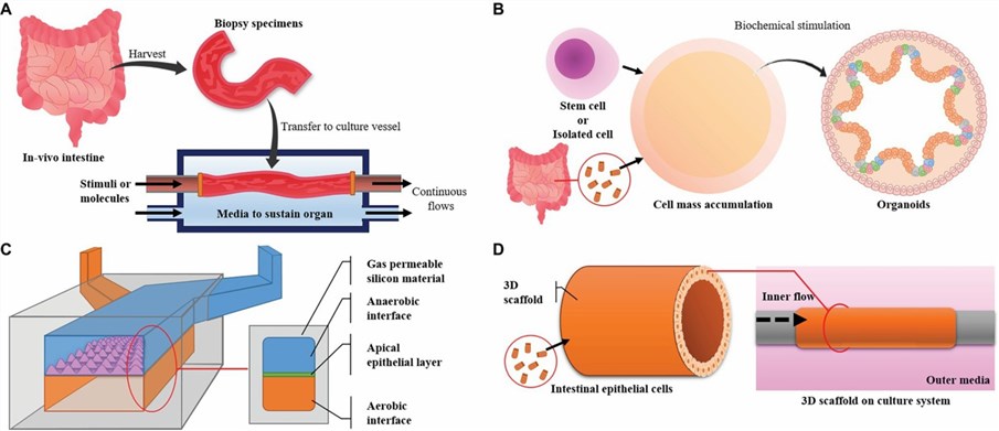 Four methods for in vitro intestinal model cultivation.