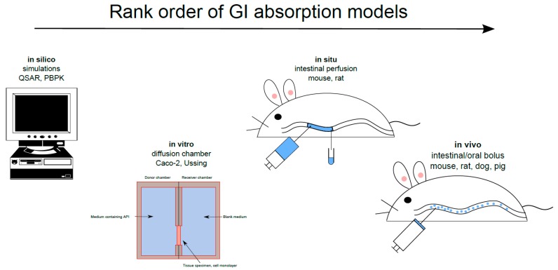 Gastrointestinal (GI) non-clinical absorption models ranked according to the order of their use in the drug discovery/development process for investigating transport mechanisms.