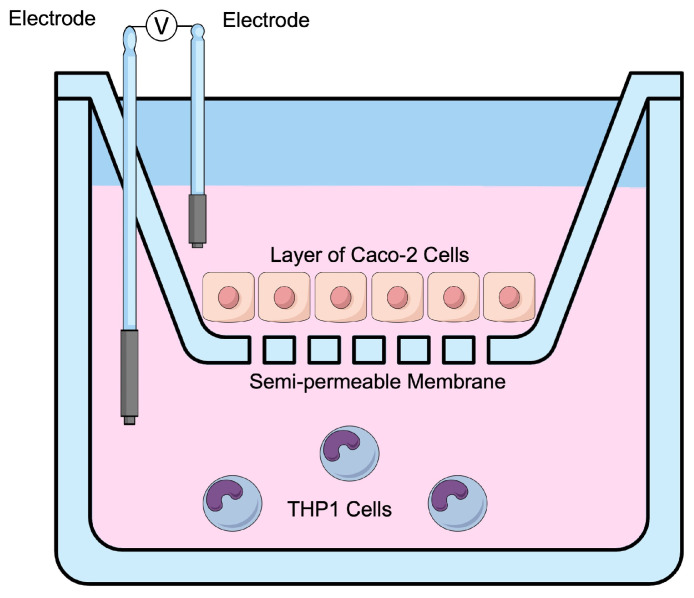 GI permeability was evaluated with transepithelial electrical resistance (TEER) in a Caco-2 (apical)/THP1 (basolateral) co-culture model.