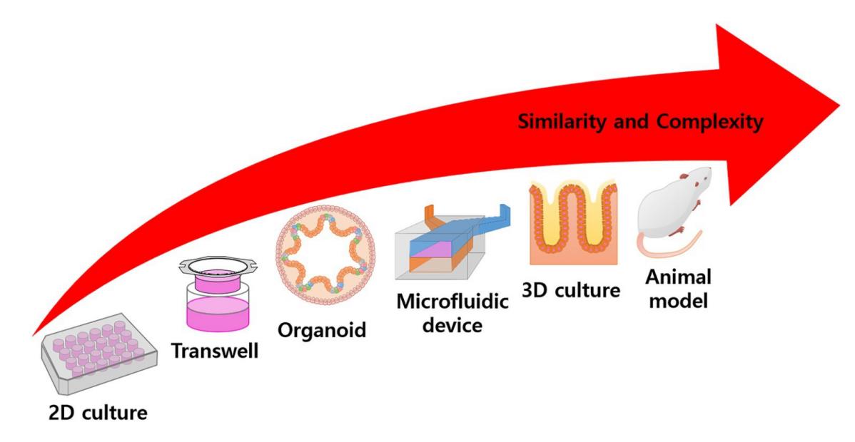 Various gastric tissue models cultured in vitro and in vivo.