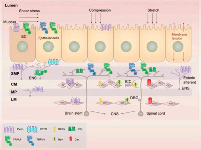 The presence of mechanosensitive ion channels within the gastrointestinal (GI) tract.