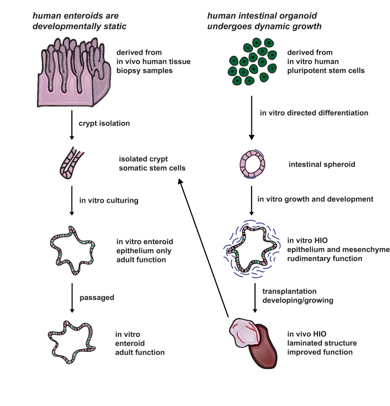 Human enteroids are developmentally static, whereas human intestinal organoids (HIOs) are developing dynamically.