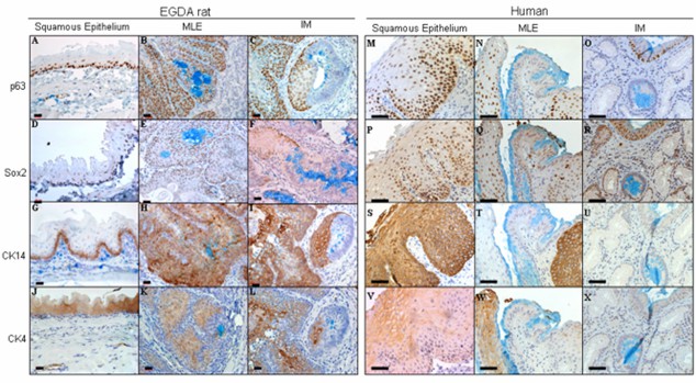 Histological staining images of rat and human tissues.