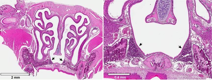 Mouse nasal cross section associated lymphoid tissue.