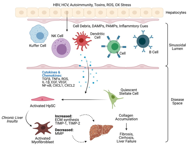 Initial diagram illustrating the immune mechanisms involved in liver fibrosis, cirrhosis, and liver failure.
