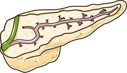 Anatomical cross-section of the pancreas.