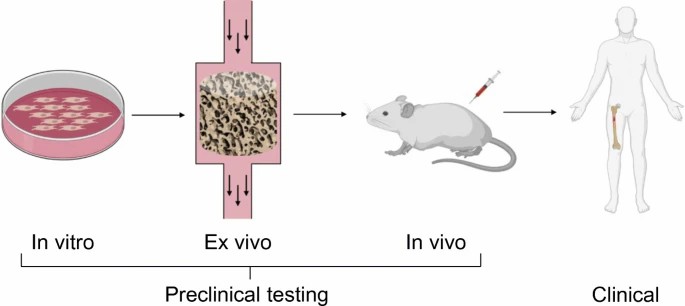 Traditionally, developing bone-related therapies involves preclinical in vitro and in vivo testing, followed by clinical trials in humans.