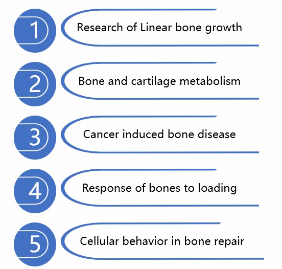 Applications of ex vivo bone tissue models. (Creative Biolabs)