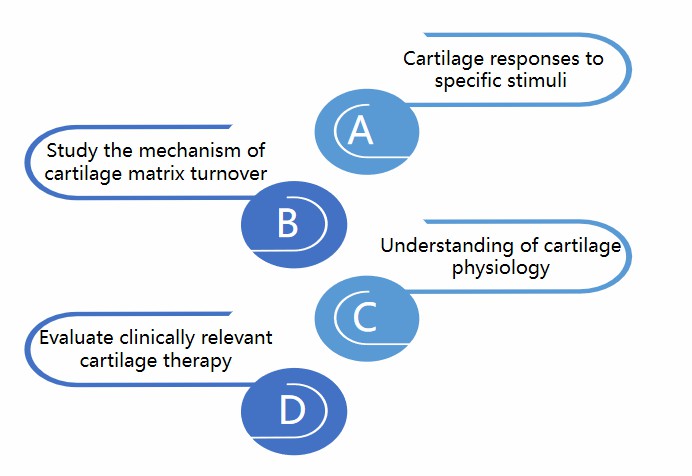 Multiple applications of ex vivo models. (Creative Biolabs)