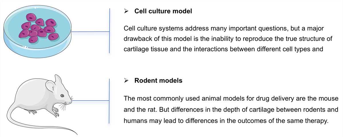 Traditional in vitro cartilage tissue model. (Creative Biolabs Original)