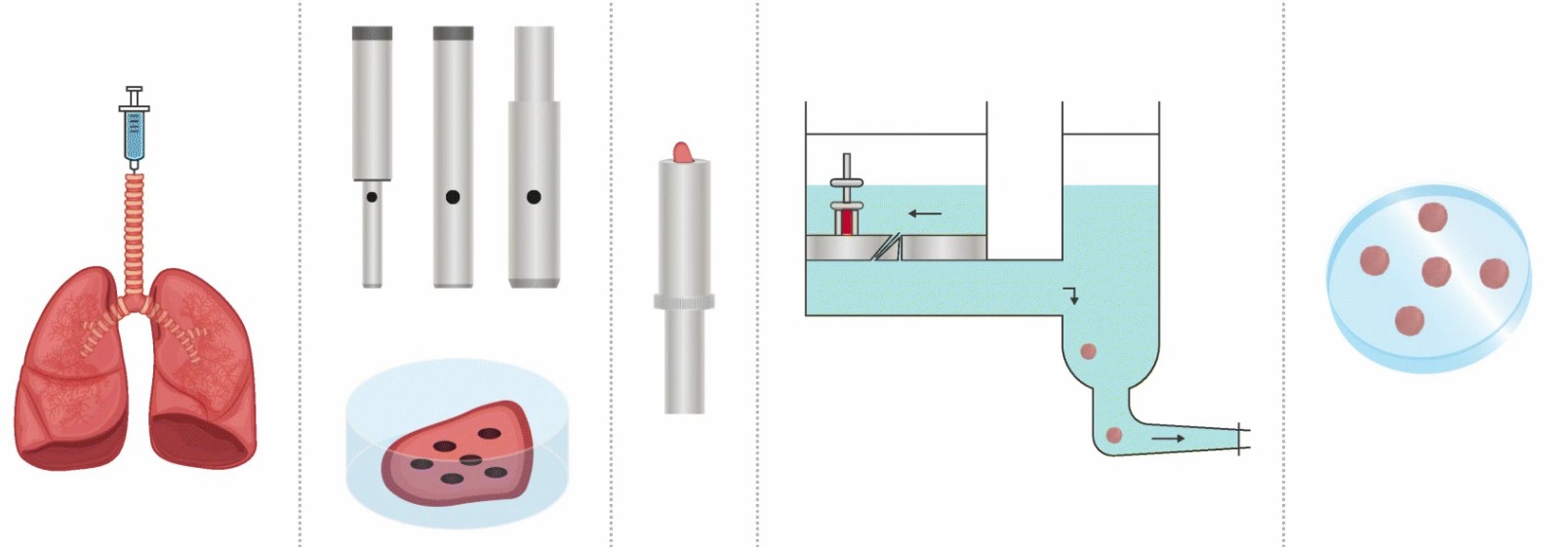 A schematic diagram showing the procedure to generate PCLS.