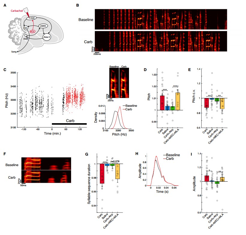 Acetylcholine acts on songbird premotor circuitry to invigorate vocal output.
