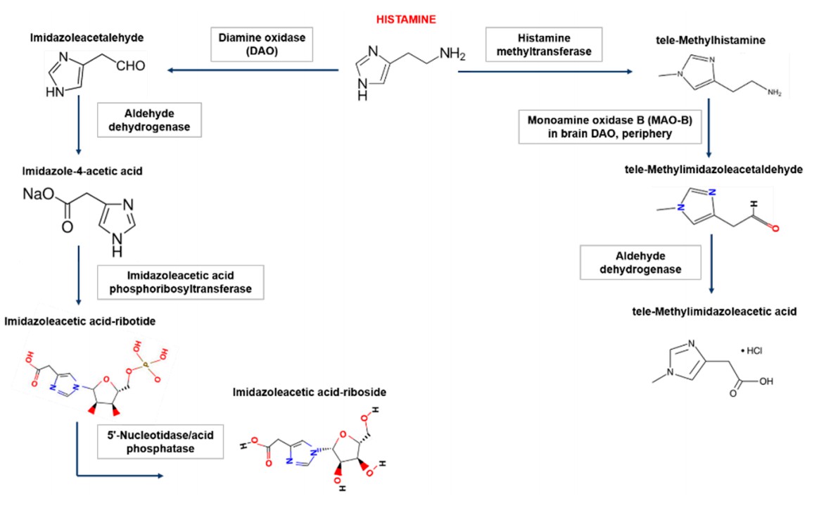 Histamine in the human body is metabolized by diamine oxidase (DAO) through extracellular oxidative deamination and by histamine N-methyltransferase via intracellular methylation.