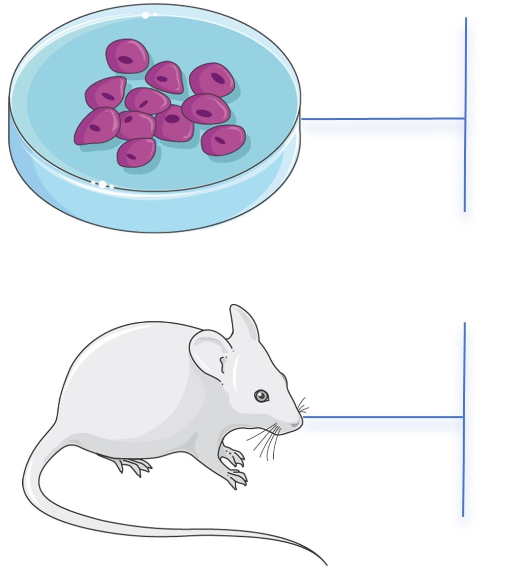 Traditional in vitro lung tissue model. (Creative Biolabs Original)