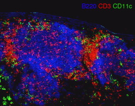 Structural arrangement of mouse Bronchus-associated Lymphoid Tissue (BALT).