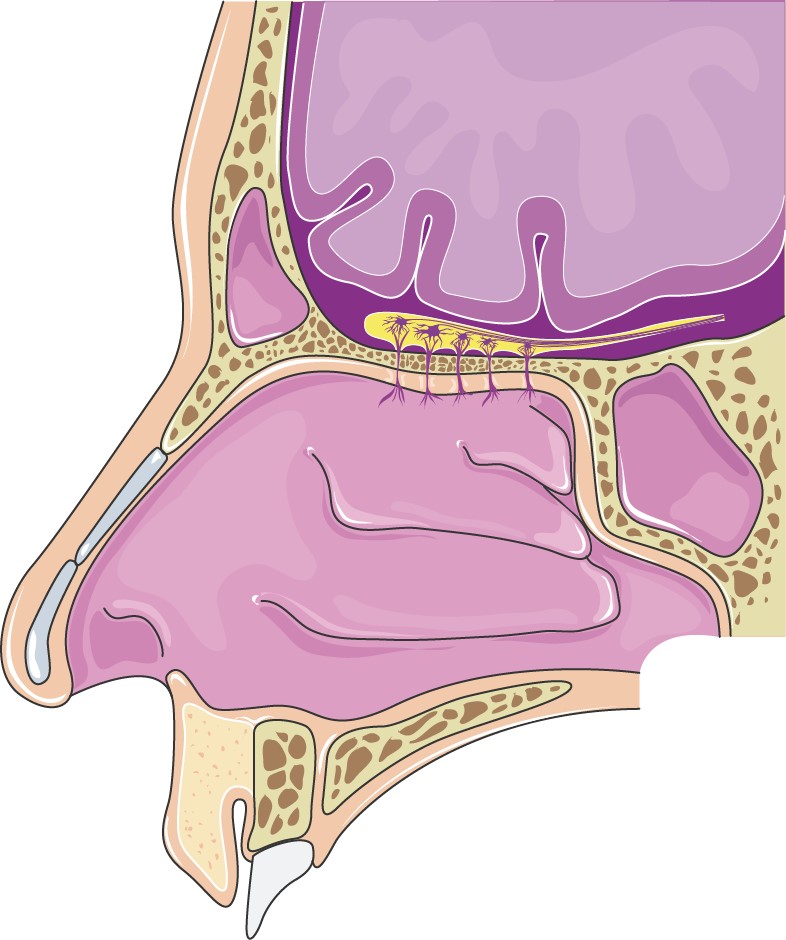 Diagram of the structure of the nasal cavity