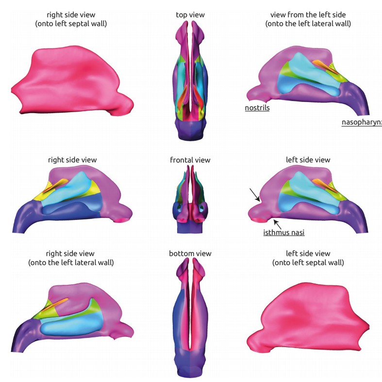 Imaging the typical anatomy of a healthy nasal cavity.