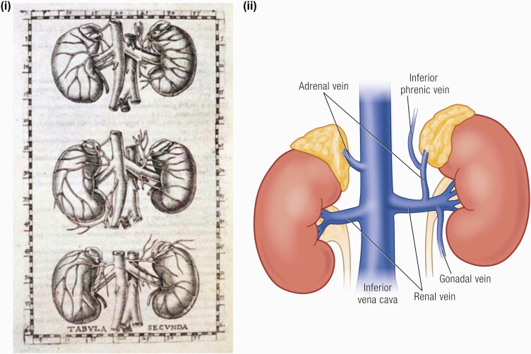 Hand-drawn anatomy and colored diagram of the adrenal gland.