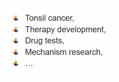 3D Ex Vivo Human Tonsil Tissue Model