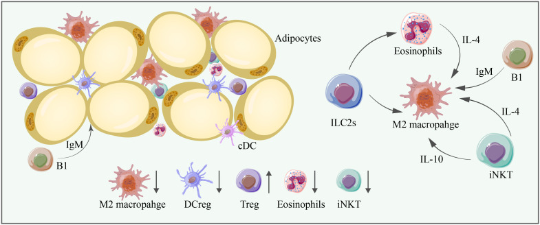 M2 macrophages, DCregs, Tregs, eosinophils, and iNKT cells are significant anti-inflammatory immune cells in adipose tissue, and their abundance is mostly decreased in aging adipose tissue.