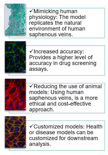 Conveniences and advantages of the novel Human saphenous veins Model (Silva, 2021).