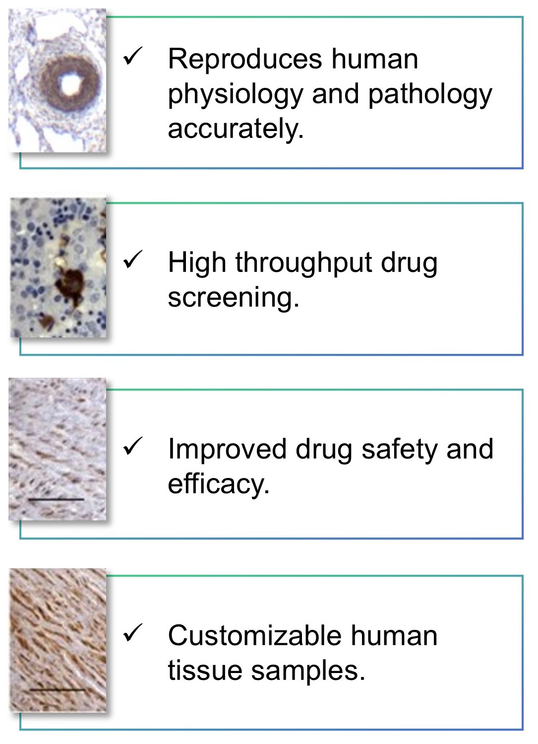 Conveniences and advantages of the novel Human aorta tissue Model (Cesarini, 2019).