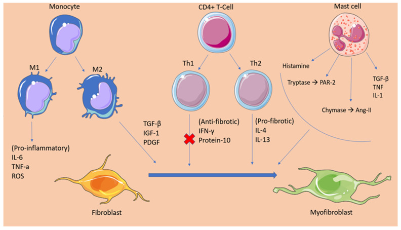 The cellular factors contributing to the development of atrial fibrosis.