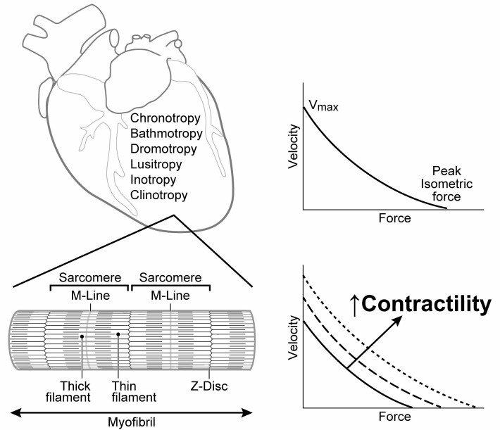 The strength and speed of heart contractions, indicative of cardiac contractility, exhibit parallel changes in direction.