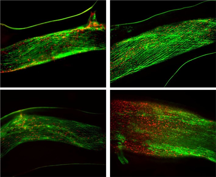 Cell viability assay of the stimulated artery. 