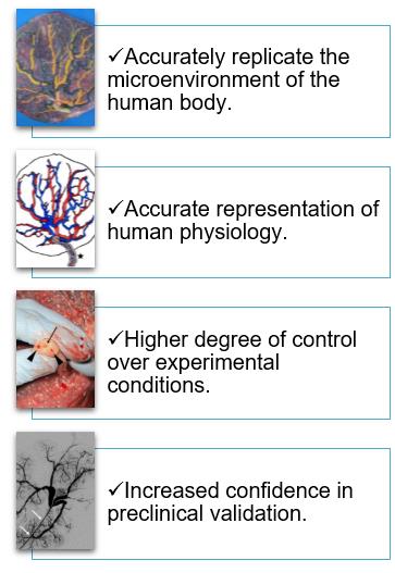 Benefits and Conveniences of the Human Chorionic Plate Arteries Model (Burel, 2022).