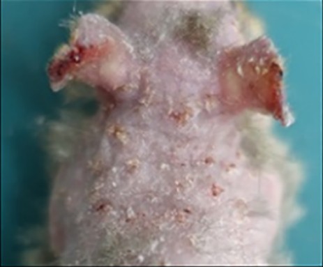 Fig 1. Representative gross images of dorsal and ear lesions. (Shin, et al., 2021)