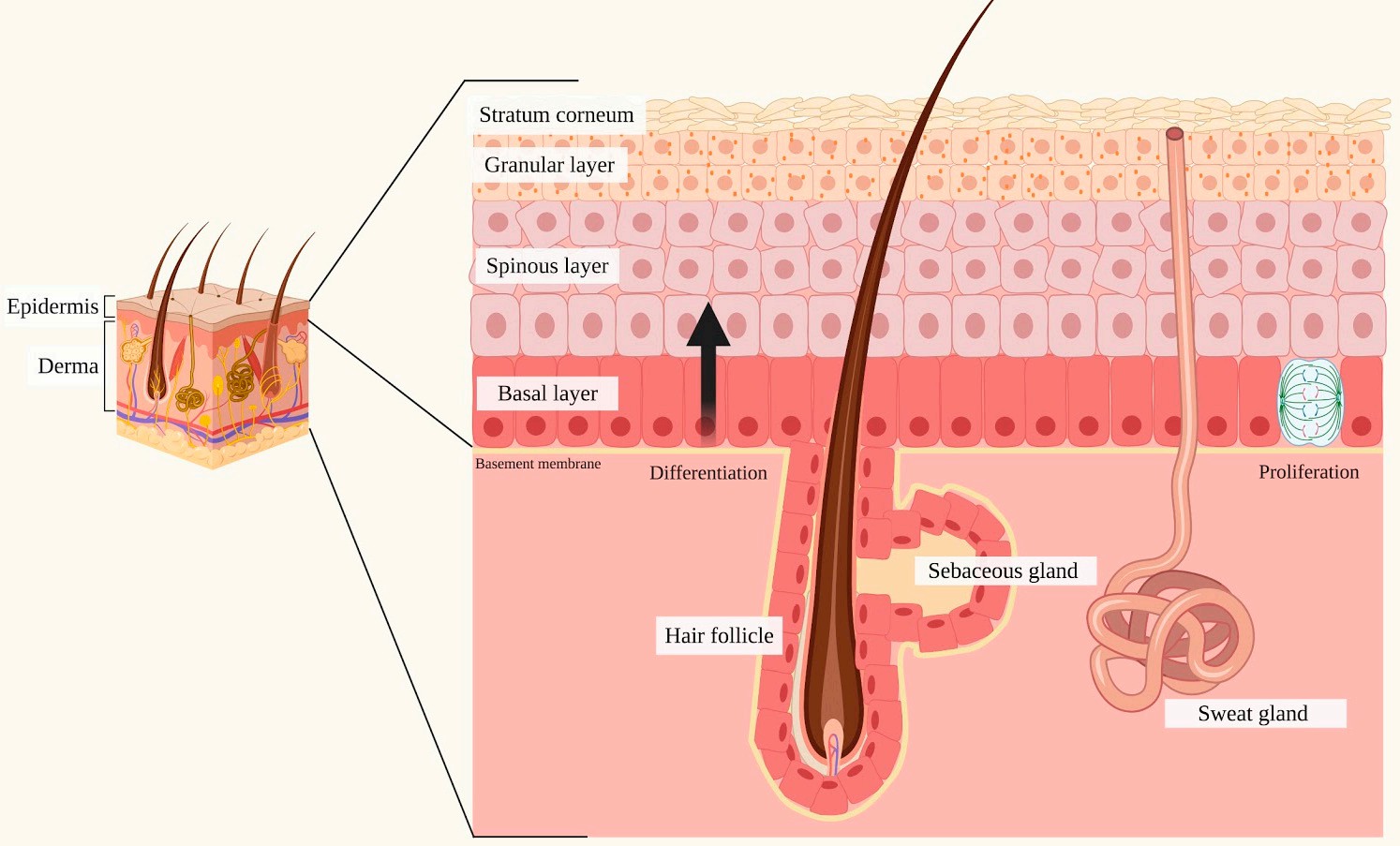 Fig 1. Diagram representation of the skin.