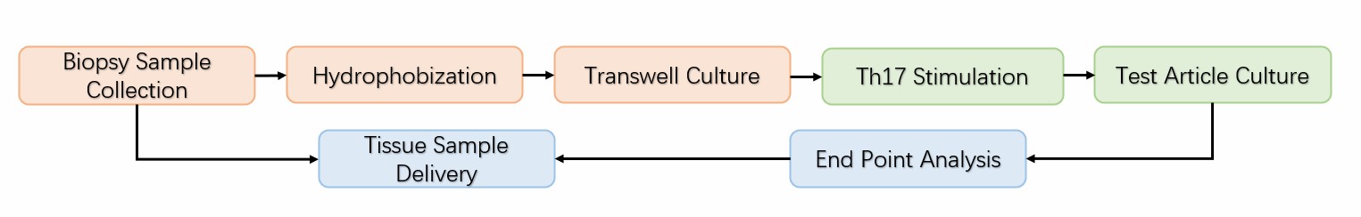 Workflow and analysis of induced psoriasis skin.