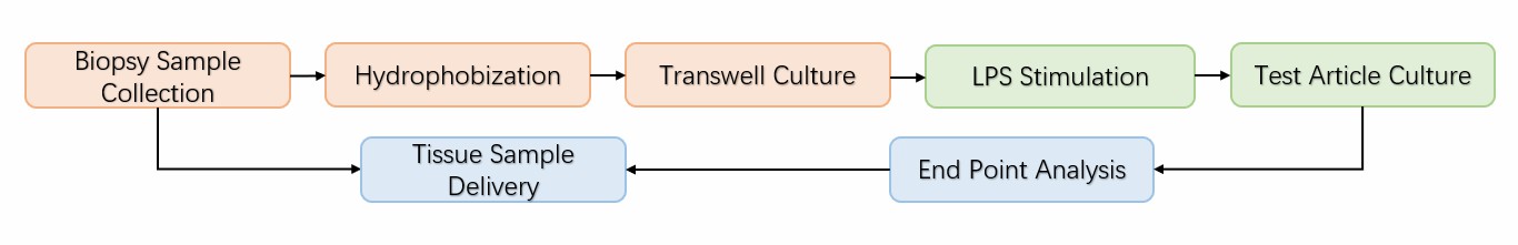 Workflow and analysis of induced psoriasis skin.