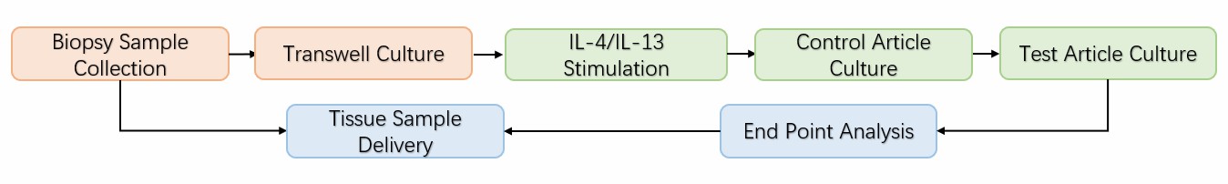 Workflow and analysis of induced AD skin.