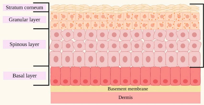 Fig 1. Distribution of Notch ligands and receptors in human skin.