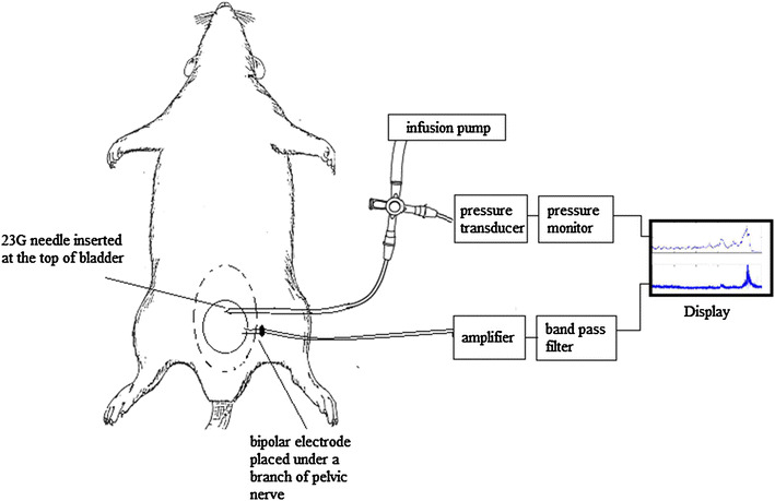 Modeling bladder afferent activity in the rat overactive bladder model.