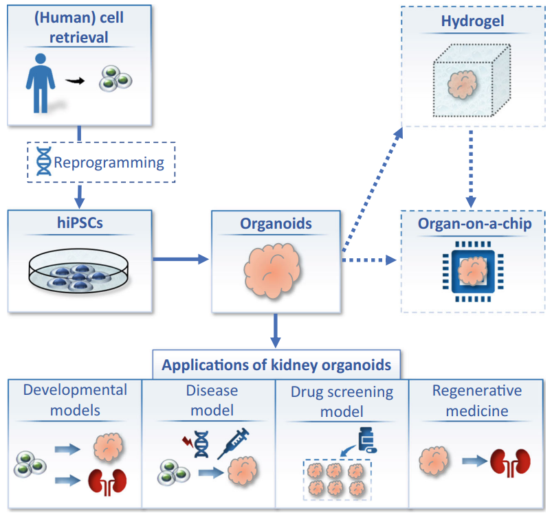 Utilization of three-dimensional renal organotypic models.