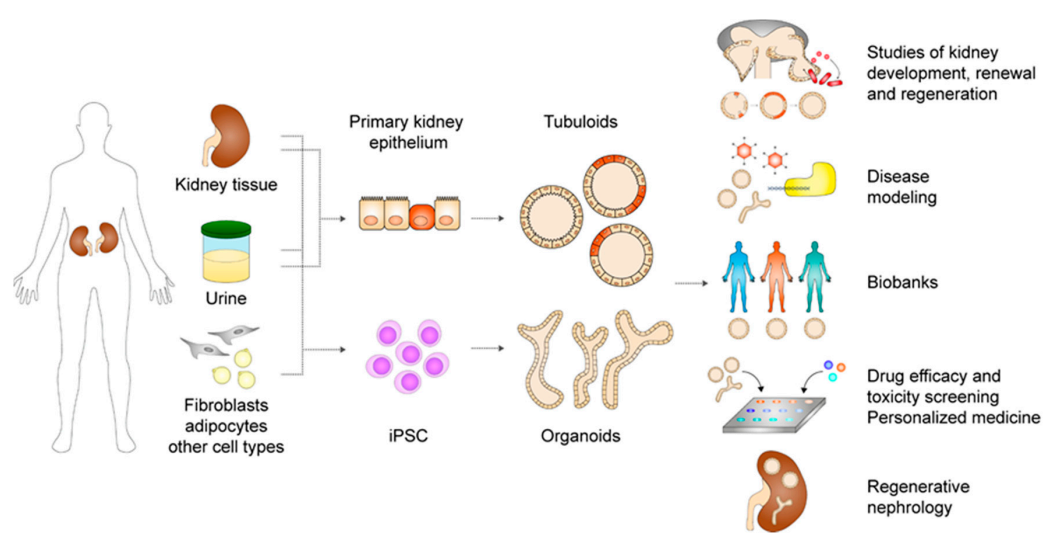 Establishment and utilization of kidney organoid models for research purposes.