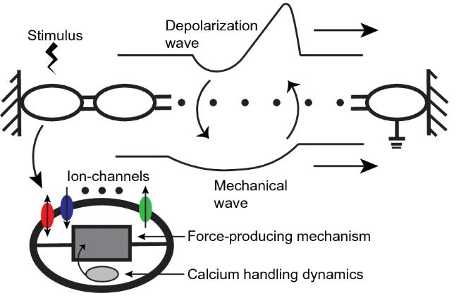 Fig 1. Myofibre model overview and validation.
