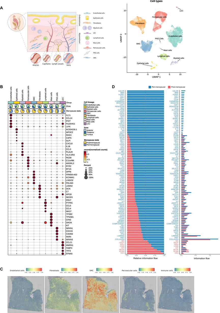 Fig 1. Schematic of human uterus and myometrial cell types and UMAP analysis of myometrial cells.