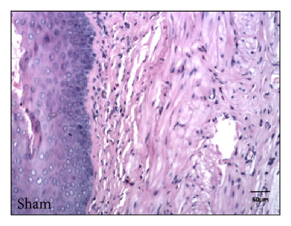 Fig 1. H&E immunostaining of vaginal tissue sections from sham.