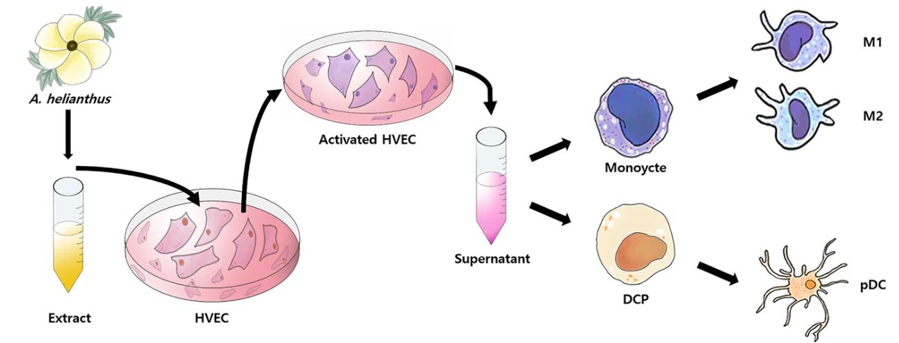 Fig 2. Aurea helianthus extract activates HVECs.